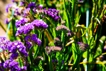 Sea lavender in Northern Blossoms Atok Benguet.