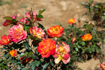 Orange garden rose in Northern Blossoms Atok Benguet.