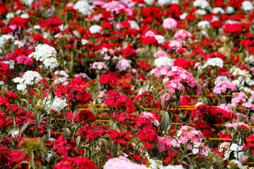 Sweet William flowers in Northern Blossoms Atok Benguet.