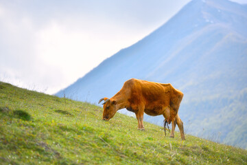 Brown cow eats grass on a green slope near the mountain. Beautiful view of a grazing cow.