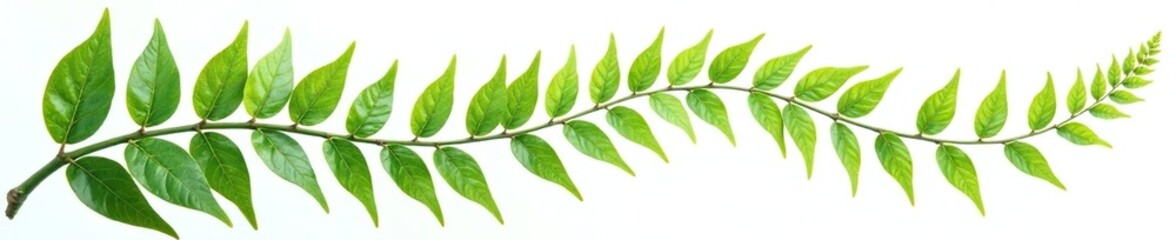 Naklejka premium Leafy branches with ferns isolated on white background, leaves, leaf, branch