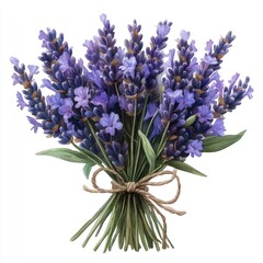 Obraz premium Delicate lavender bouquet. A vibrant bunch of lavender flowers, tied with a natural twine bow, against a pristine white background. Soft hues of purple and green leaves create a relaxing aesthetic