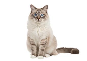 Obraz premium Ragdoll cat portrait with blue eyes isolated on white background