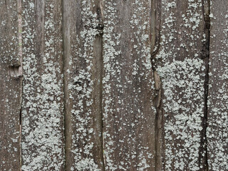 Obraz premium Texture of old wet plank wooden fence with lichen