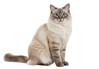 Obraz premium Beautiful ragdoll cat with blue eyes sitting looking ahead isolated on white background