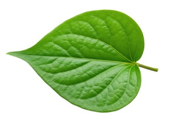 Obraz premium Isolated betel leaf close up photo for botanical reference isolated on white background