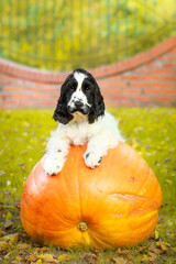 Cute cocker spaniel puppy dog sitting behind the huge pumpkin. October, halloween, 