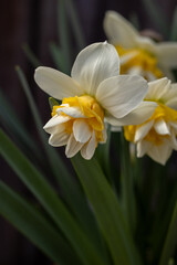 Narcissus flowers blooming in spring, white and yellow petals with green leaves