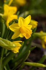 Yellow daffodils blooming in spring garden