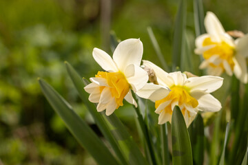 Narcissus flowers blooming in spring garden