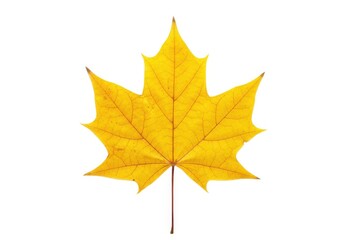Fototapeta premium Isolated yellow maple leaf autumn foliage season nature isolated on white background