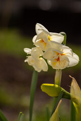 Narcissus flowers blooming in spring sunlight