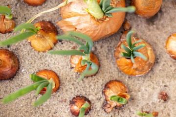 Onion bulbs sprouting green shoots in sandy soil close up