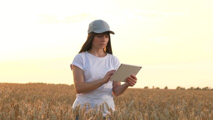 Thoughtful woman farmer checkups data on tablet walking across wheat field at sunset. Professional farmer with tablet analyses cereal crop at farmland. Smart farming technology for plant cultivation
