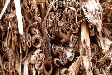 Macrophotography capturing dried grass stems, highlighting intricate hollow structures and delicate textures revealing subtle organic architectural patterns in natural design