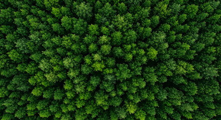 A striking aerial shot of a vast, green forest canopy, capturing its intricate details.