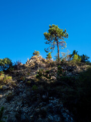 tree on hills in the Southern Alps in France