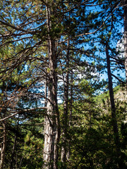 tree on hills in the Southern Alps in France