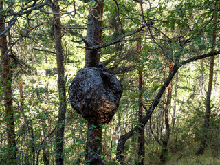 pine tree with big wound bulge in the Alps	