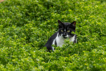 Black and white cat hiding in lush green clover field with yellow flowers. Alert expression. Spring...
