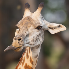 Giraffe tongue