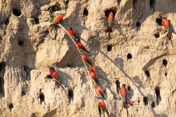 Carmine Bee Eaters Cliff dwelling