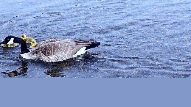 Video of Mother & Father Goose w/ 7 yellow, fuzzy, adorable, cute, little Goslings Swimming in a row between them in a river w/Grayish-Blue section at the bottom for message, text, or advertisement