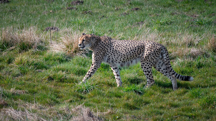 Adult Male Cheetah Walking on Grass
