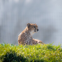 Adult Female Cheetah Resting on Grass