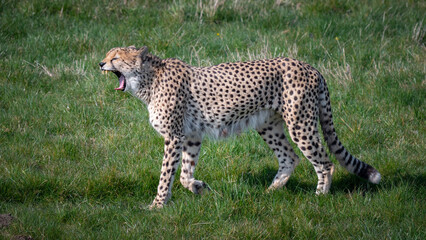 Adult Male Cheetah Walking on Grass