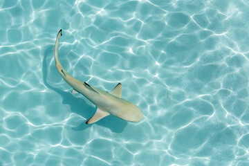 View of black tip reef shark with shadow at the soft sandy sea bottom in Maldives islands.