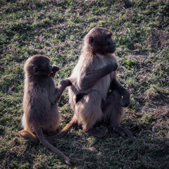 Two Young Gelada Monkeys Playing