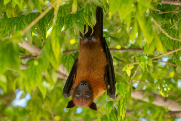 Indian flying fox (Pteropus giganteus) hanging on the tree, Maldives.