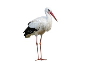Fototapeta premium Isolated stork image for animal and bird watching content isolated on white background