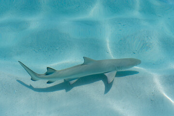 View of black tip reef shark with shadow at the soft sandy sea bottom in Maldives islands.