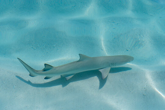 View of black tip reef shark with shadow at the soft sandy sea bottom in Maldives islands.
