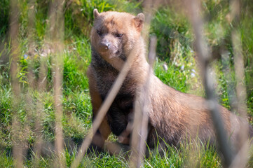 Fototapeta premium Bush Dog Sitting Behind Reeds