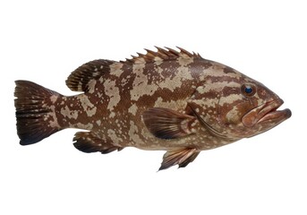 Naklejka premium Isolated grouper fish species close up detailed animal shot isolated on white background