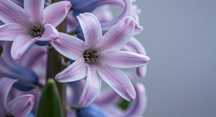 Obraz premium Spring flowers, Soft pink hyacinth flowers with delicate petals in a serene setting