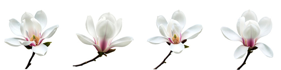 Fototapeta premium White Magnolia Flowers on Branches On Transparent Background
