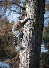 Ring-Tailed Lemur Climbing a Tree