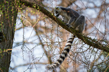 Ring-Tailed Lemur Climbing a Tree