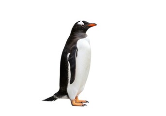 Fototapeta premium Isolated gentoo penguin standing wildlife animal portrait isolated on white background