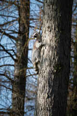 Ring-Tailed Lemur Climbing a Tree
