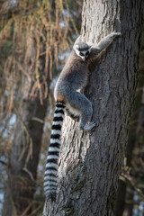 Ring-Tailed Lemur Climbing a Tree