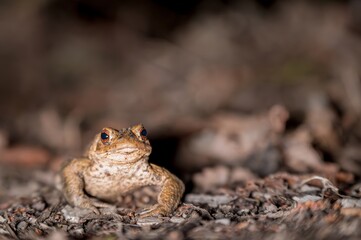 One common toad in the forest outdoors at night. Bufo bufo in Switzerland.