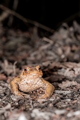 One common toad in the forest outdoors at night. Bufo bufo in Switzerland.