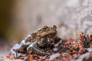 One common toad in the forest outdoors at night. Bufo bufo in Switzerland.