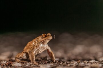 One common toad in the forest outdoors at night. Bufo bufo in Switzerland.