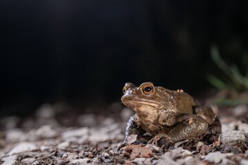 One common toad in the forest outdoors at night. Bufo bufo in Switzerland.